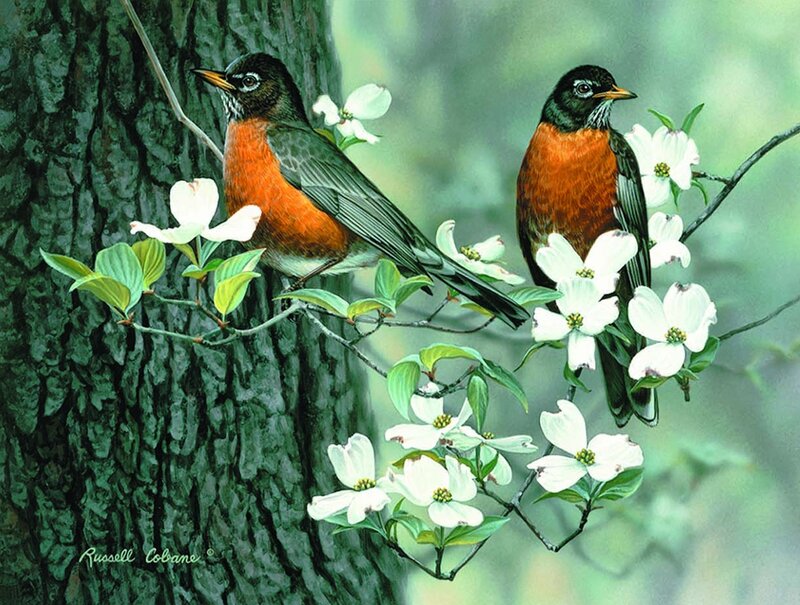 Two Robins on Blossoms