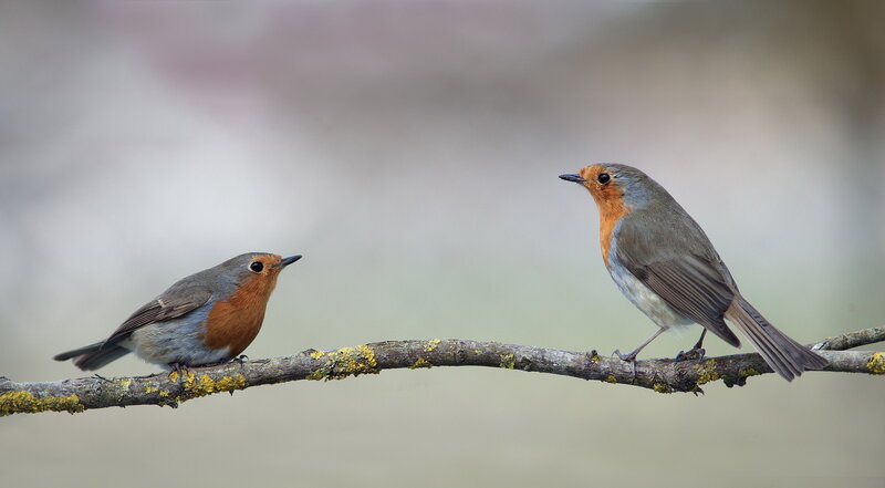 Two Robins on Branch — Brown
