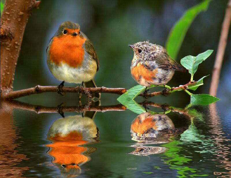 Two Robins on Branch — Orange