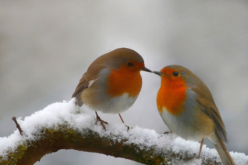 Two Robins on Branch