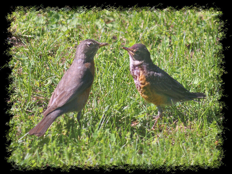 Two Robins on Grass