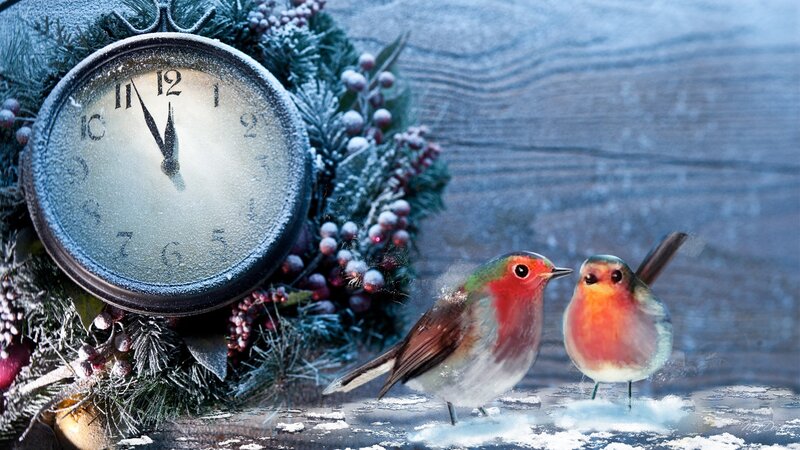 Two Robins on Snow
