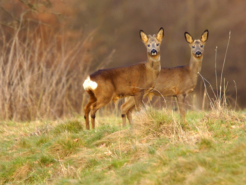 Two Roe Deer