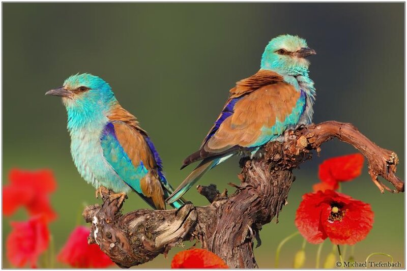 Two Roller Birds on Branch