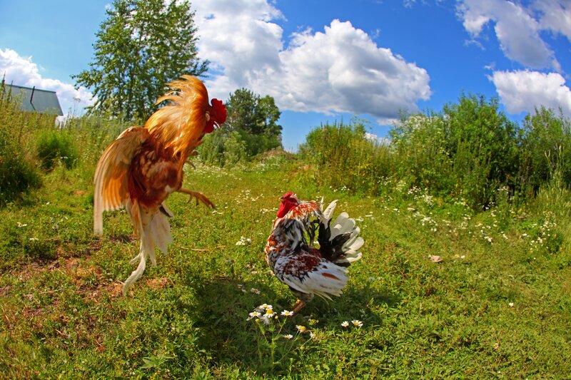 Two Roosters Fighting — Green