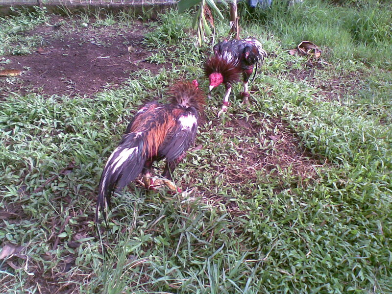 Two Roosters Fighting