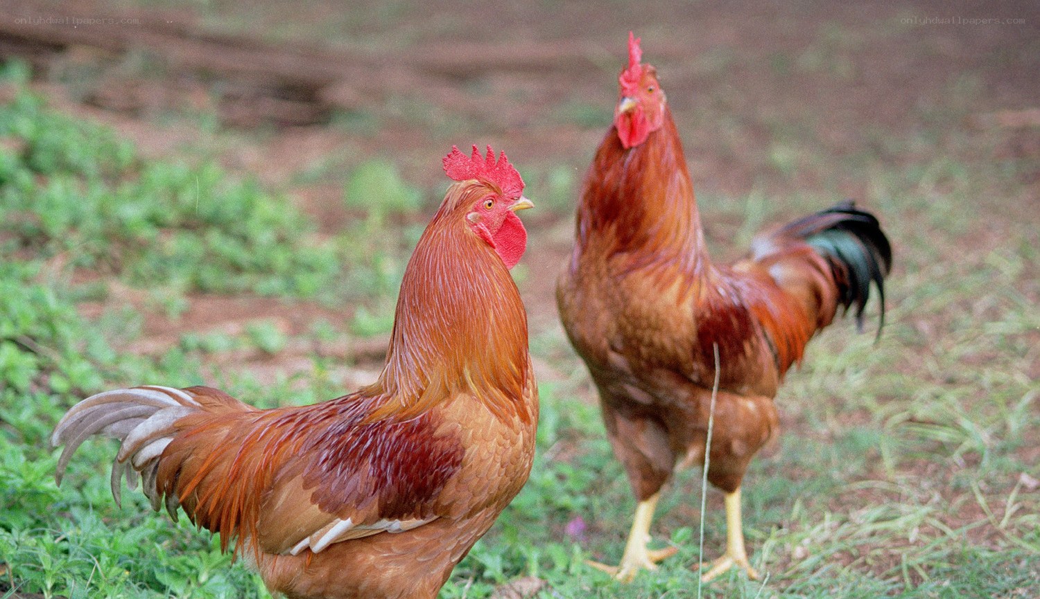 Two roosters in a grassy field