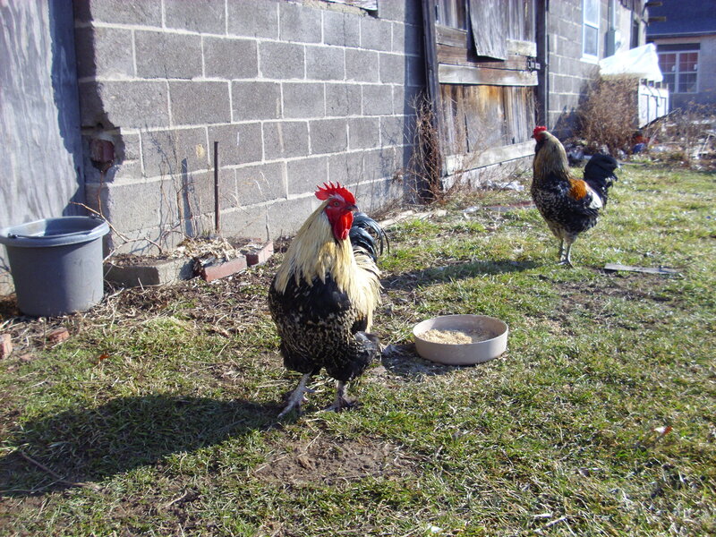 Two roosters in a yard