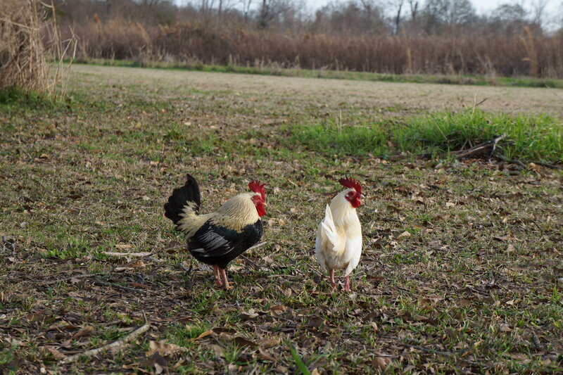 Two Roosters in Field — Green