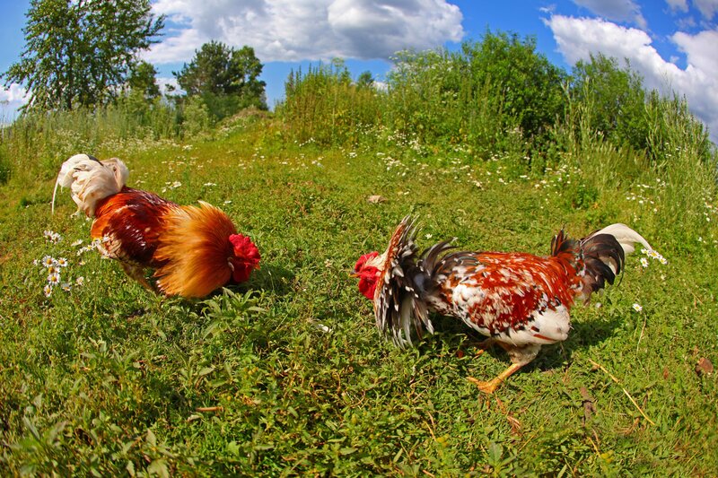 Two Roosters in Field