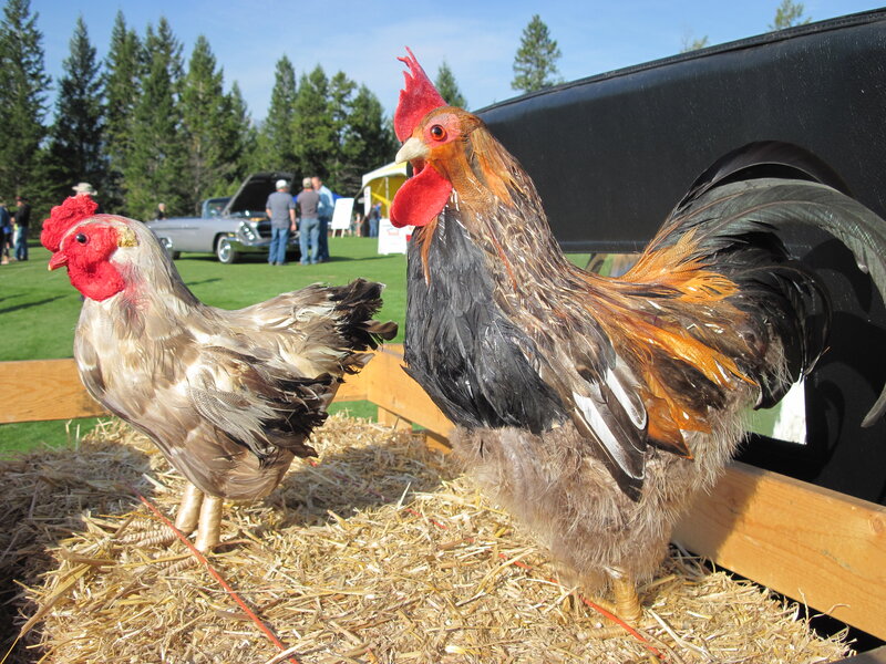 Two Roosters on Hay