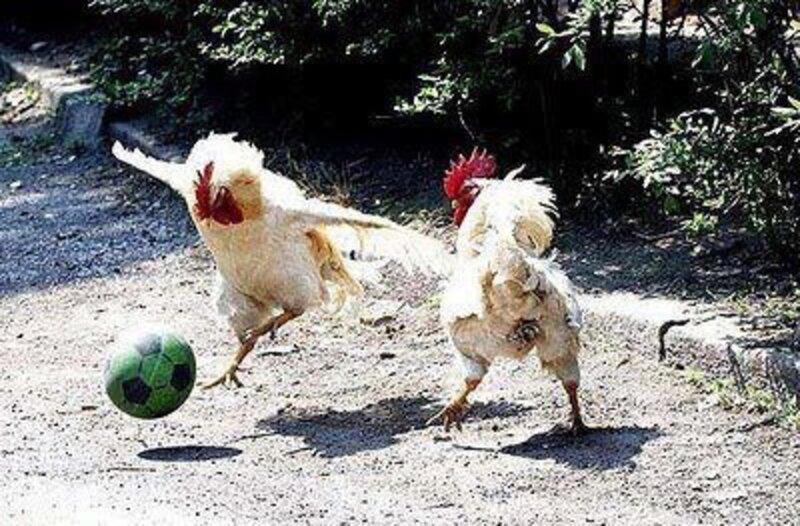 Two Roosters Playing Soccer