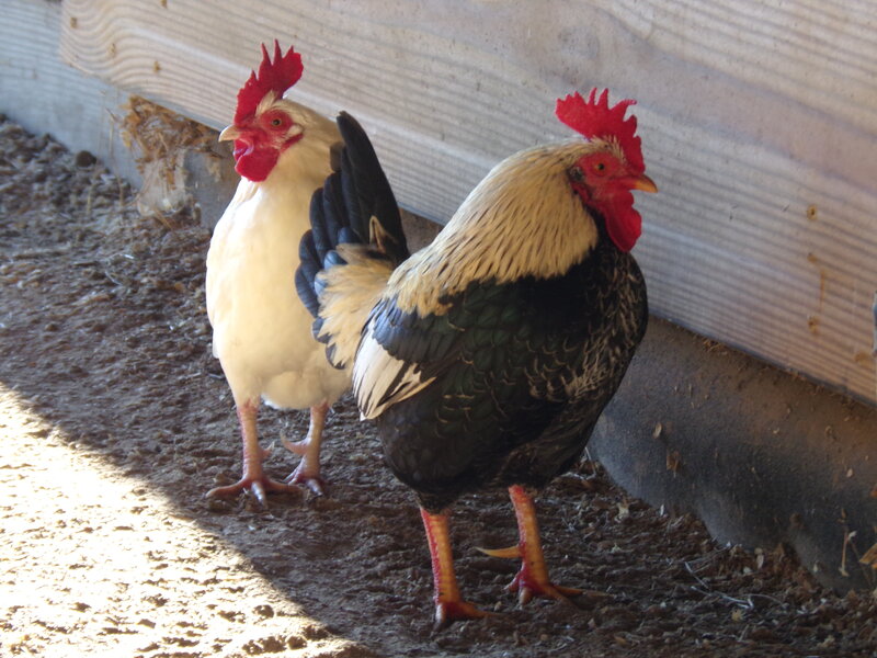 Two Roosters Standing