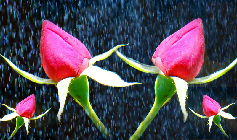 Two Rose Buds in Rain
