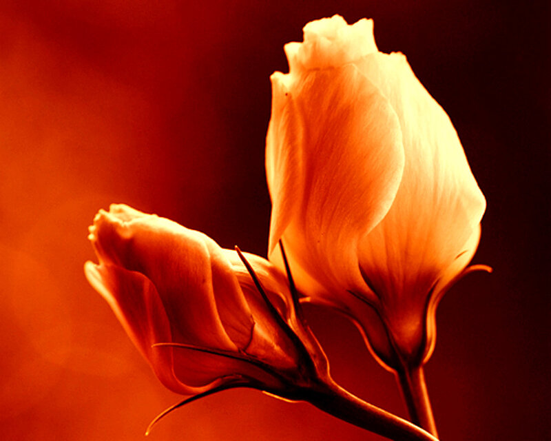 Two Rose Buds — Red, Dramatic