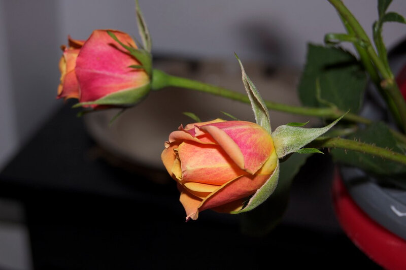 Two Rose Buds