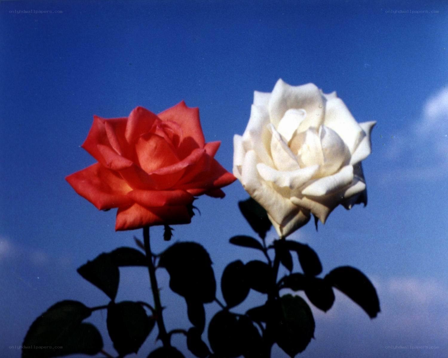 Two roses against blue sky