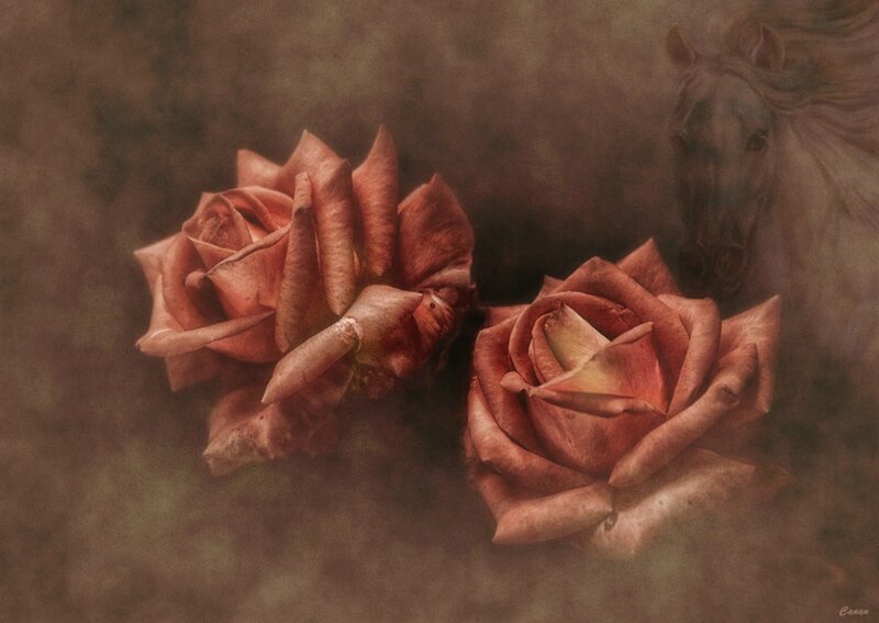 Two Roses and a Horse
