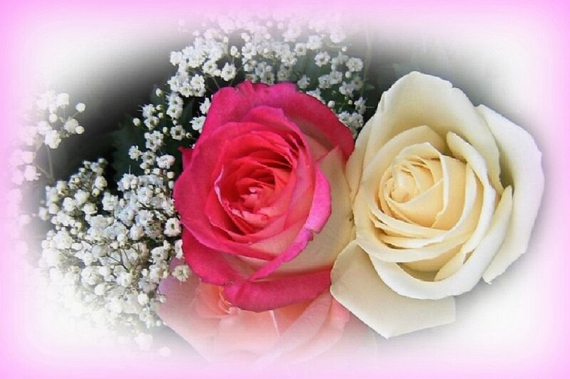 Two Roses and Baby's Breath — Pink