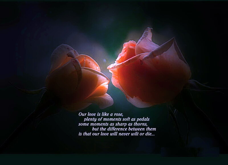 Two Roses at Night