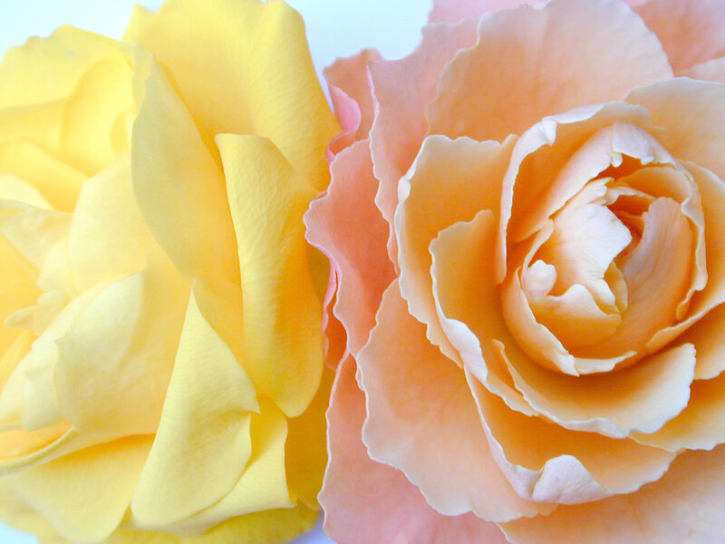 Two Roses Close-up