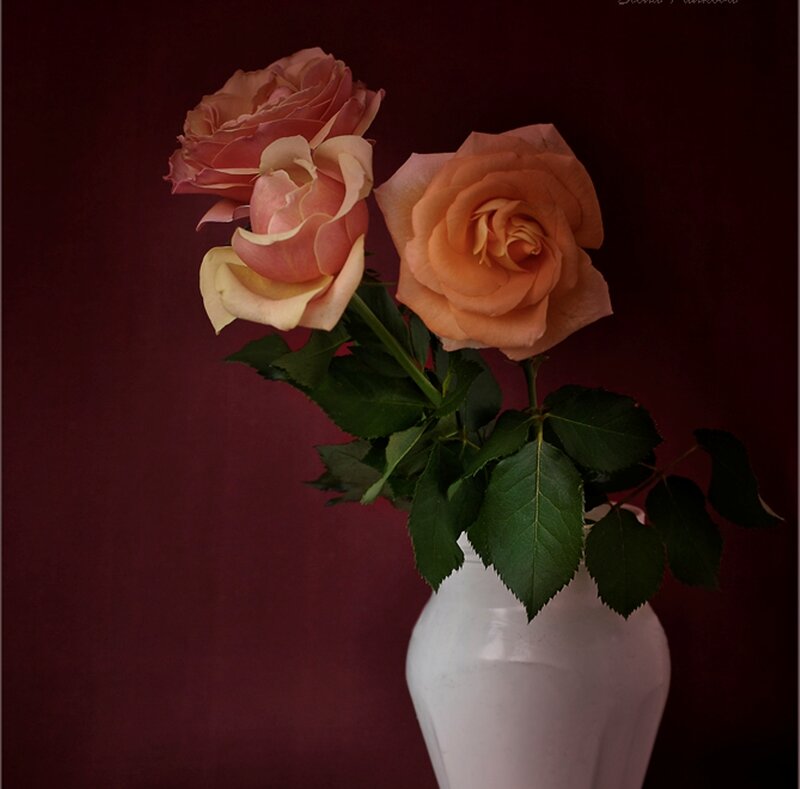 Two Roses in a Vase — Maroon
