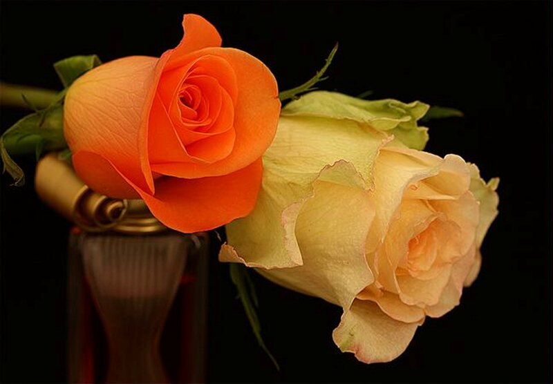 Two Roses in a Vase — Orange, Dramatic, Photograph