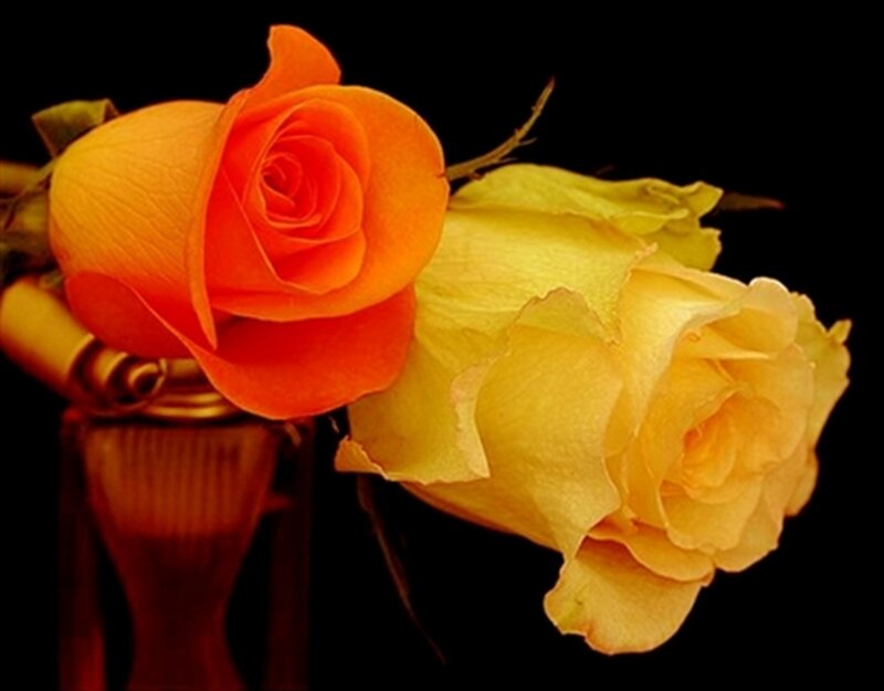Two Roses in a Vase — Orange, Dramatic