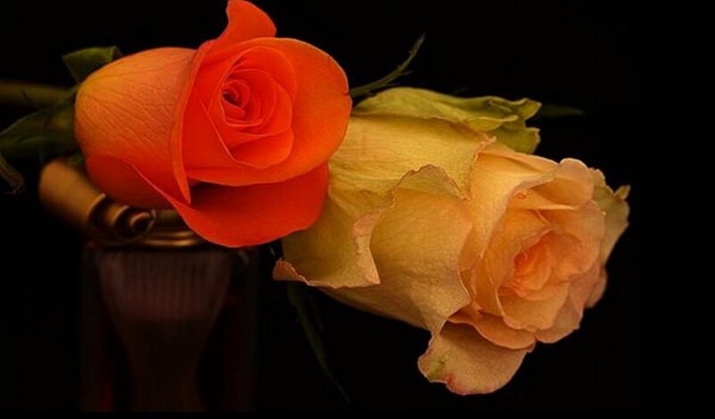 Two Roses in a Vase — Orange