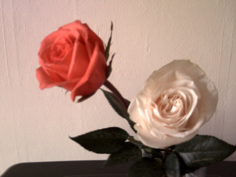 Two Roses in a Vase — White