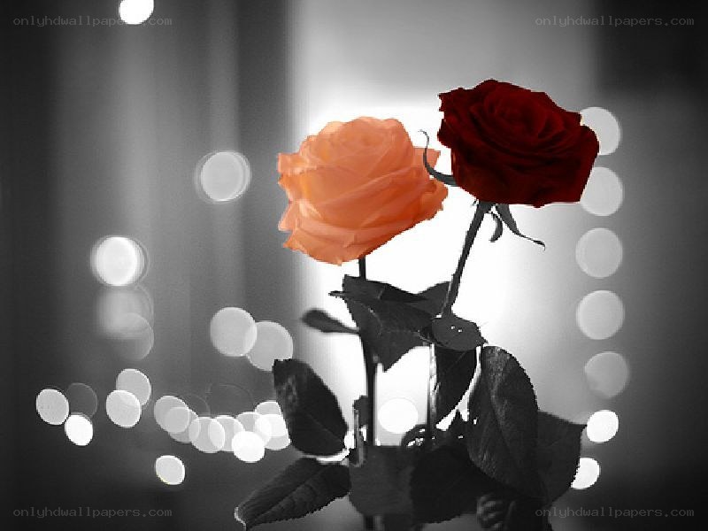 Two roses in black and white