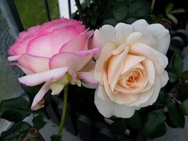 Two Roses in Bloom — Pink, Calm, Afternoon