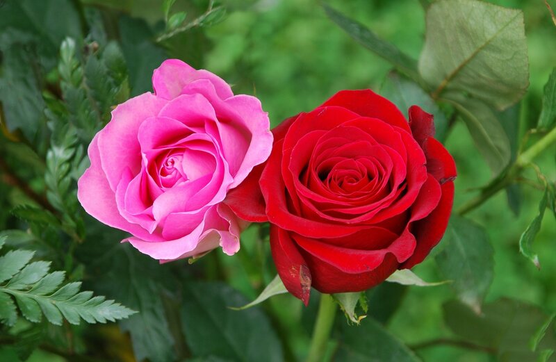 Two Roses in Bloom — Pink, Calm