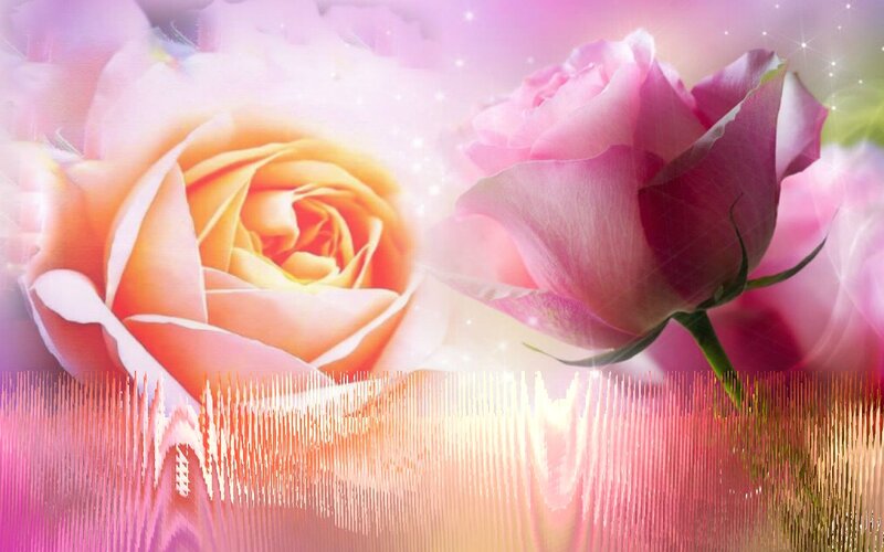 Two Roses in Bloom — Pink, Dreamy