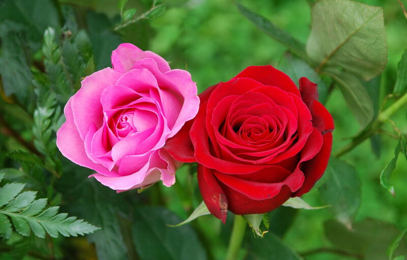 Two Roses in Bloom — Pink