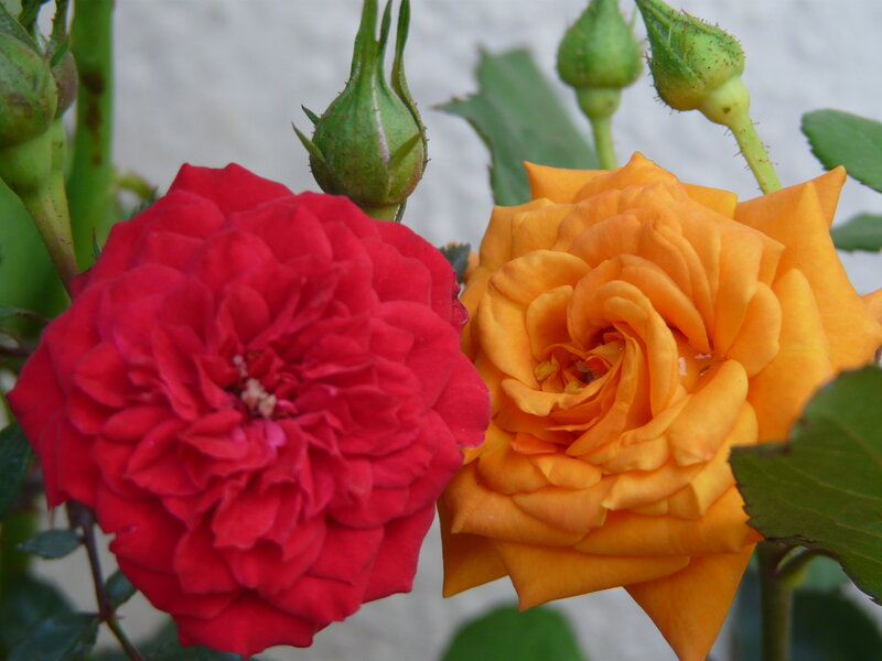 Two Roses in Bloom — Red