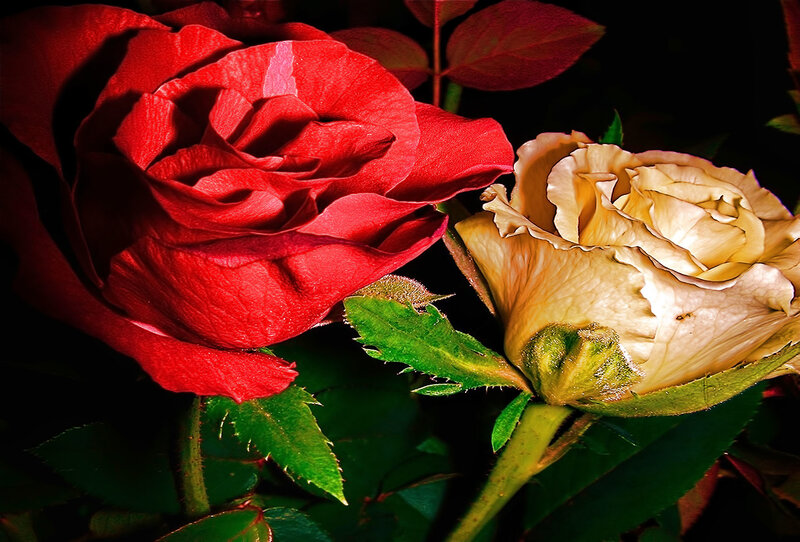 Two Roses in Bloom
