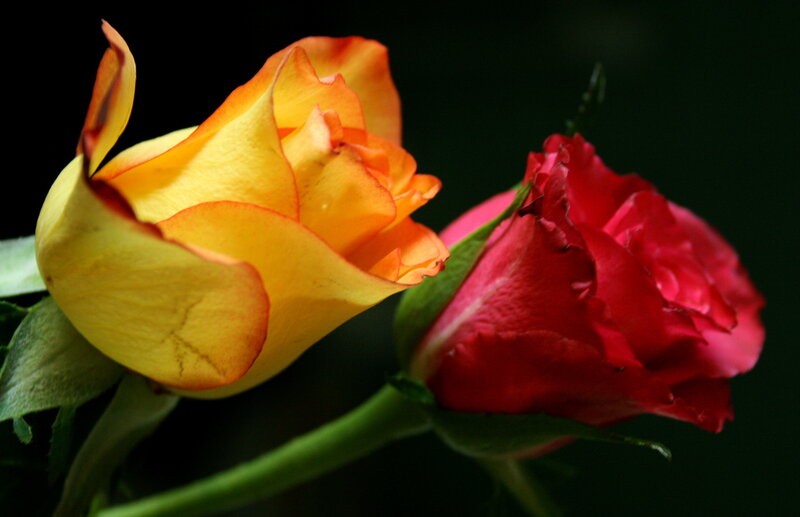 Two Roses in Bloom — Yellow
