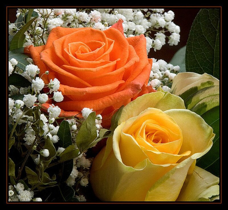 Two Roses in Bouquet — Orange