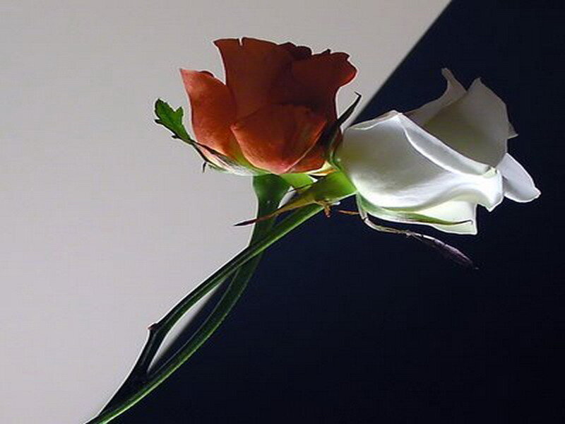 Two roses in contrast