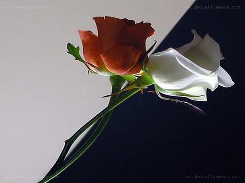 Two roses in contrast