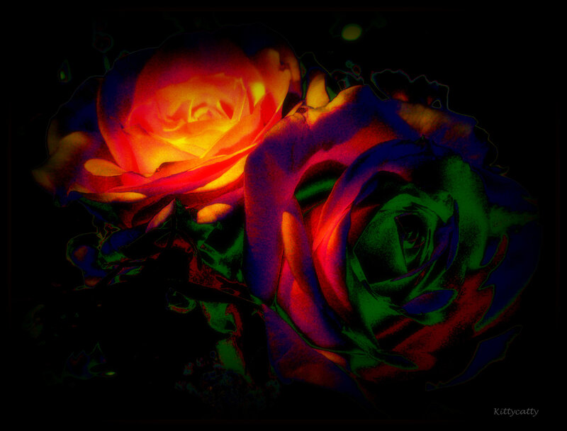 Two Roses in Dark