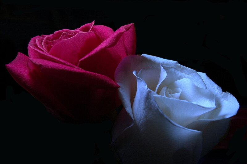 Two Roses in Darkness