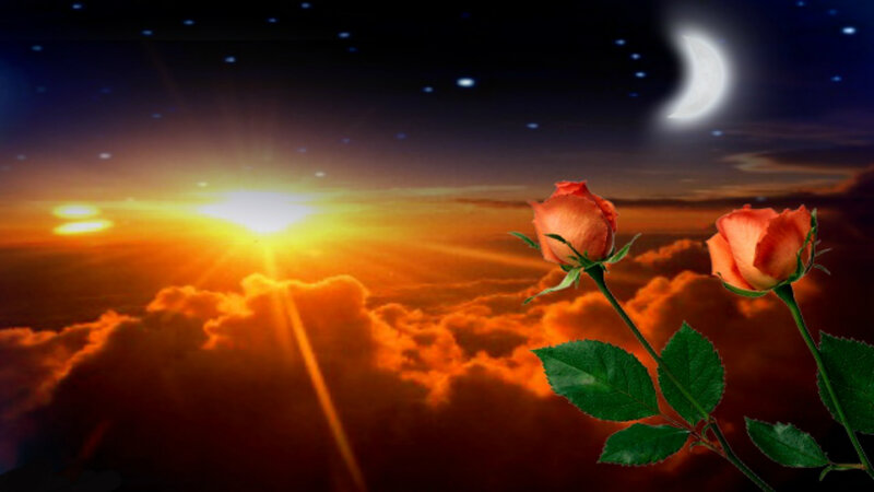 Two Roses in Foreground