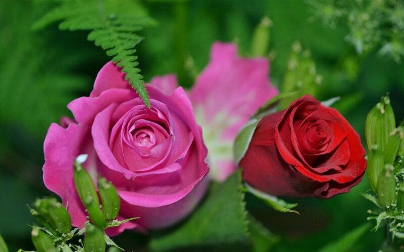 Two Roses in Garden