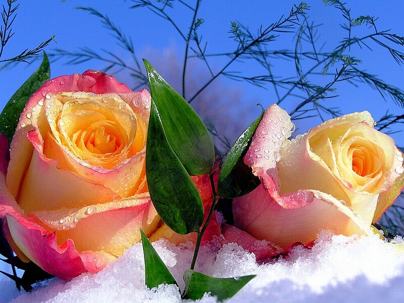 Two Roses in Snow