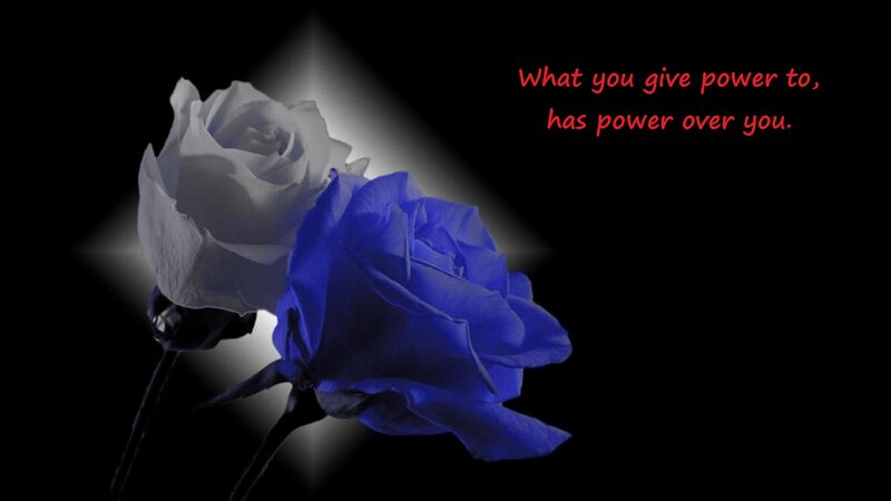 Two Roses in Spotlight