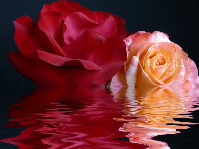 Two Roses in Water — Red, Dramatic, Photograph, Reflection