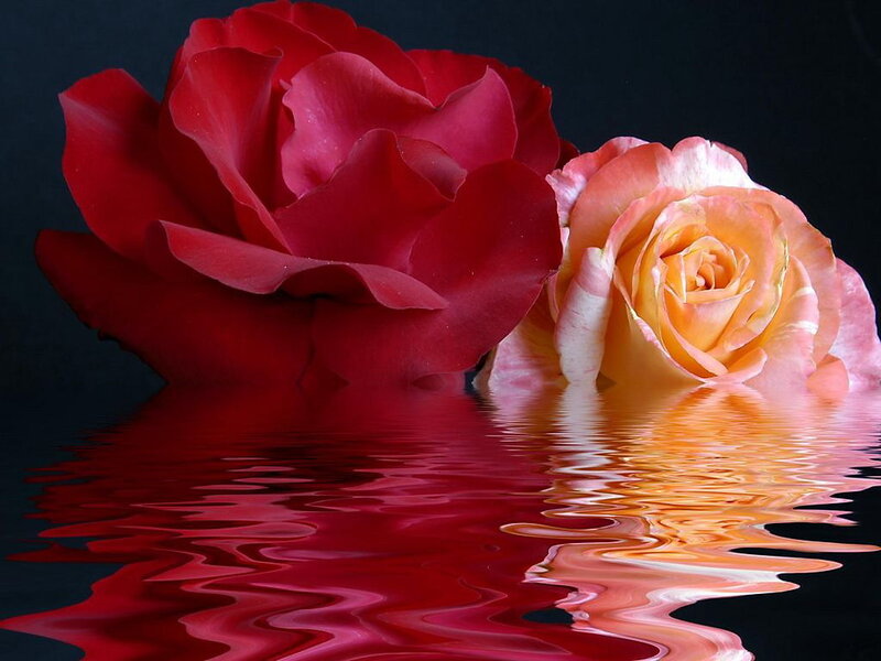 Two Roses in Water — Red, Dramatic, Photograph, Rose
