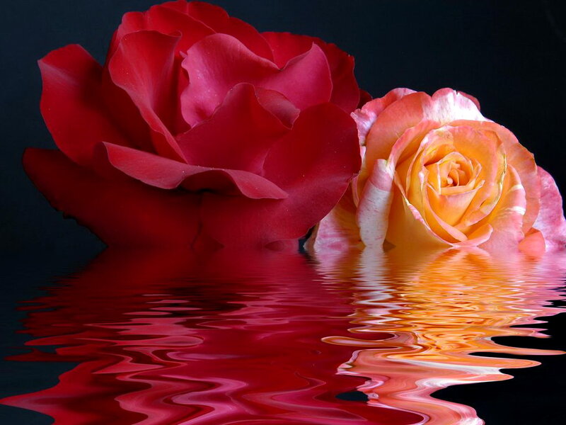 Two Roses in Water — Red, Dramatic